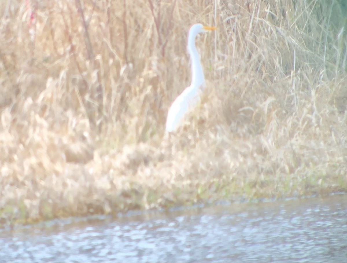 Silberreiher - ML296540421