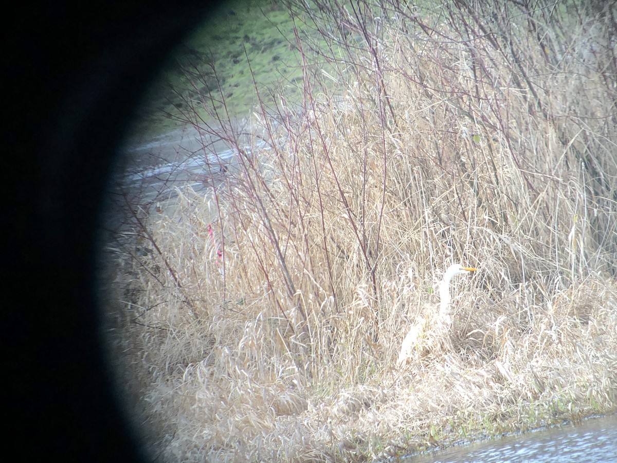 Silberreiher - ML296540441