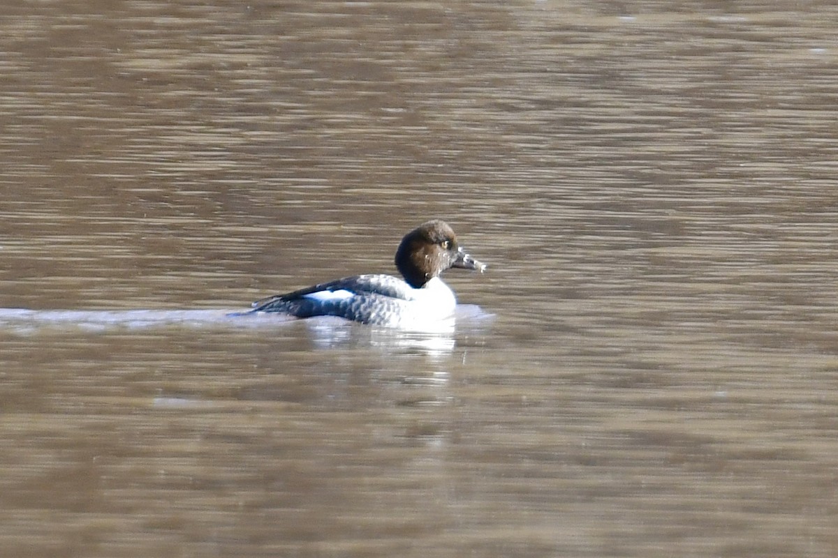 Common Goldeneye - ML296540501