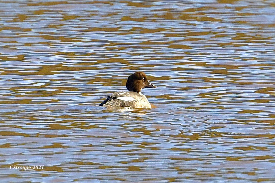 Common Goldeneye - ML296540511