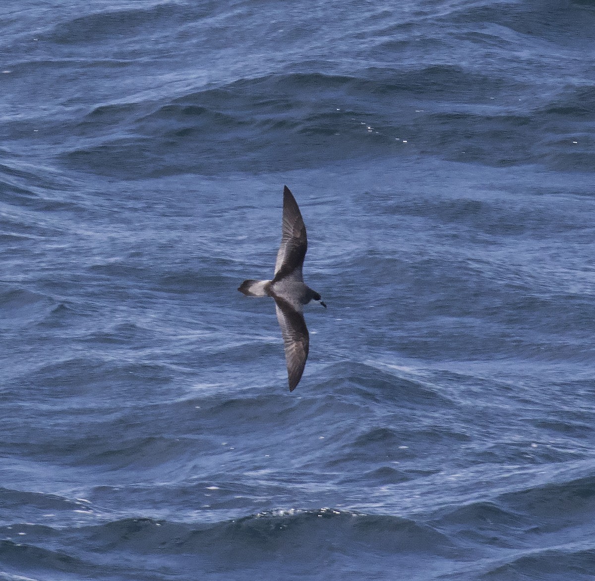 Stejneger's Petrel - Gary Rosenberg