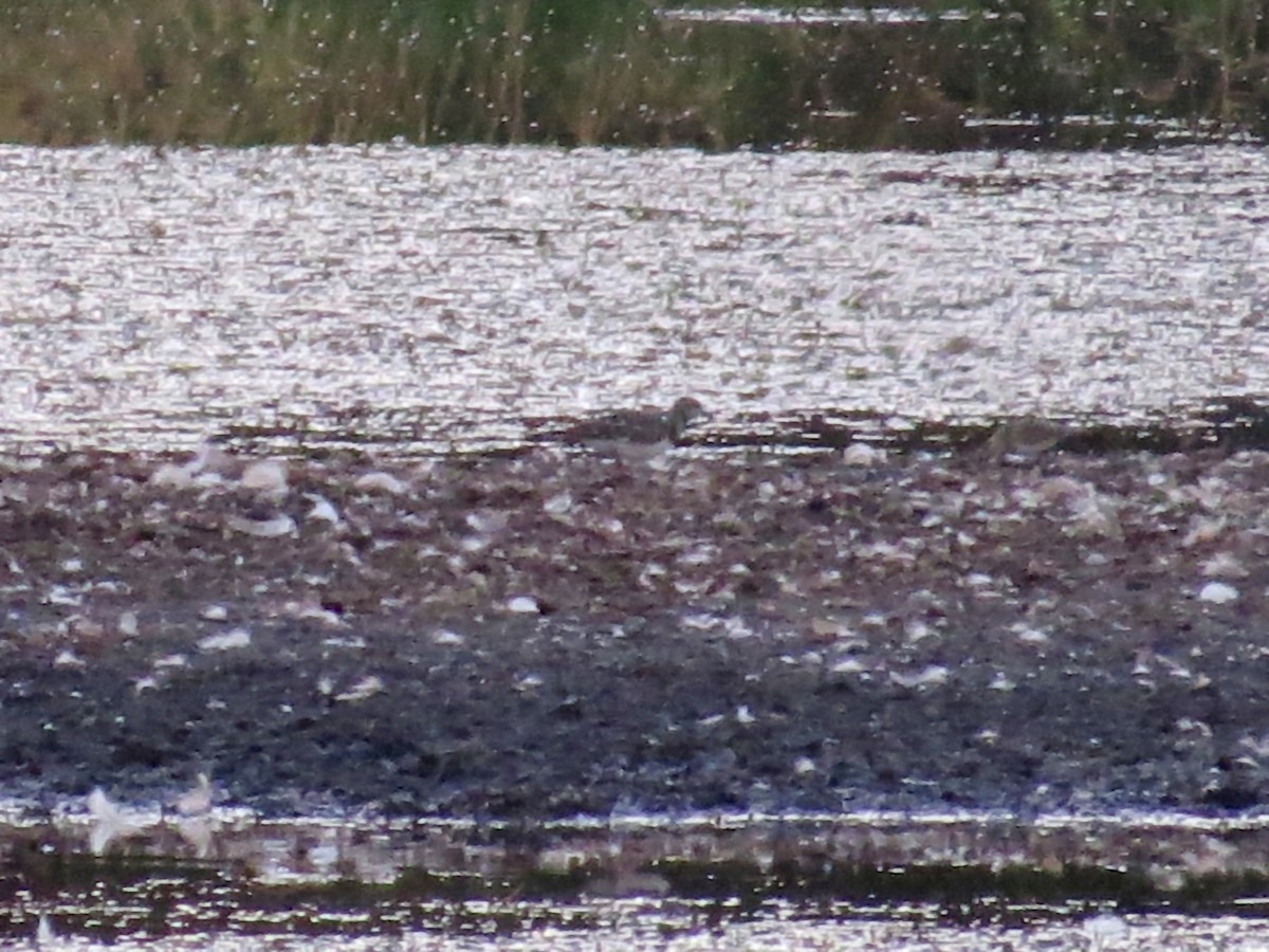 Ruddy Turnstone - ML29654151