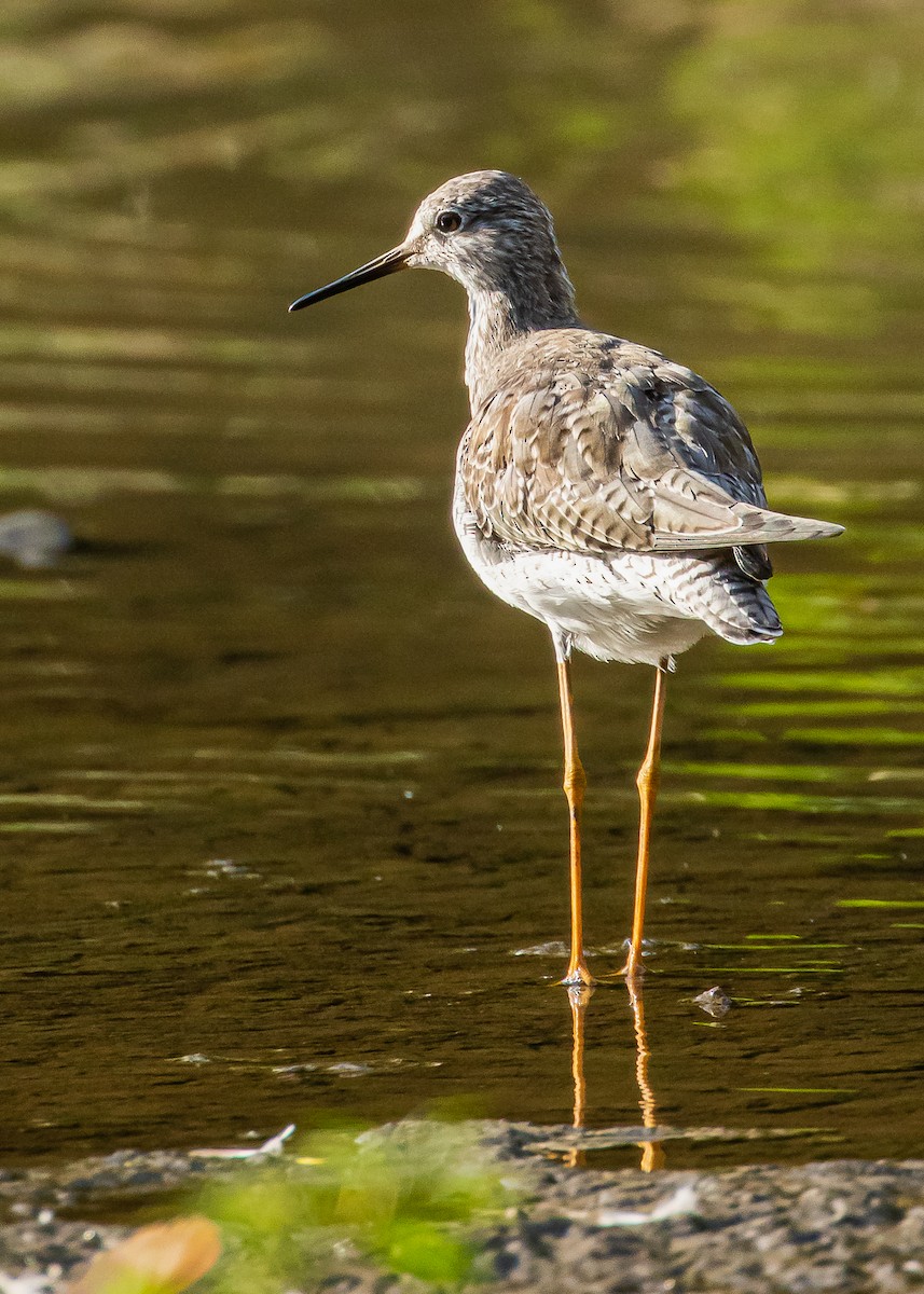 Lesser Yellowlegs - ML296542991