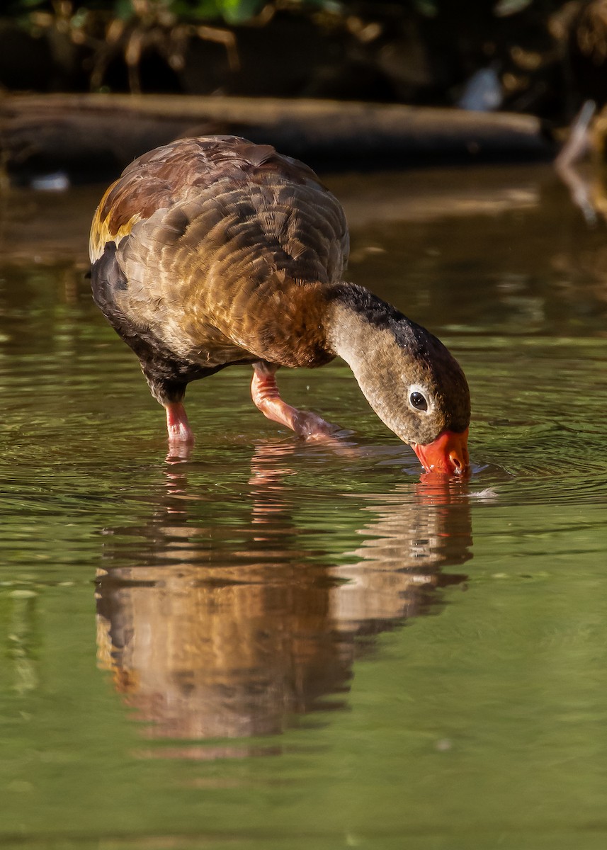 Black-bellied Whistling-Duck - ML296543021