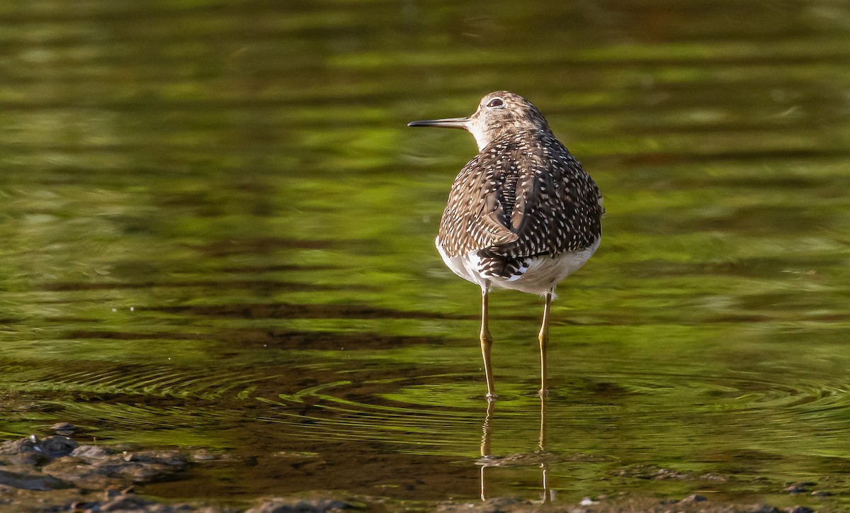 Solitary Sandpiper - ML296543221