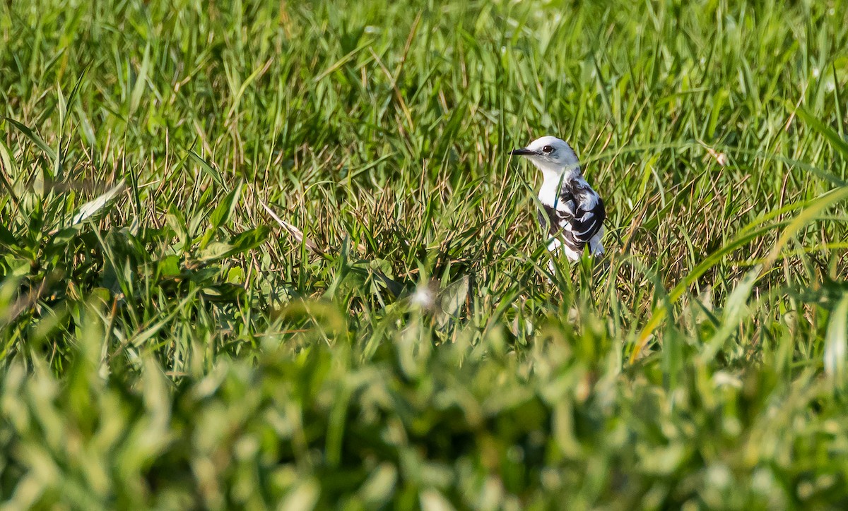 Pied Water-Tyrant - David Monroy Rengifo