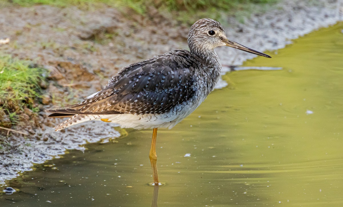 Greater Yellowlegs - ML296543481