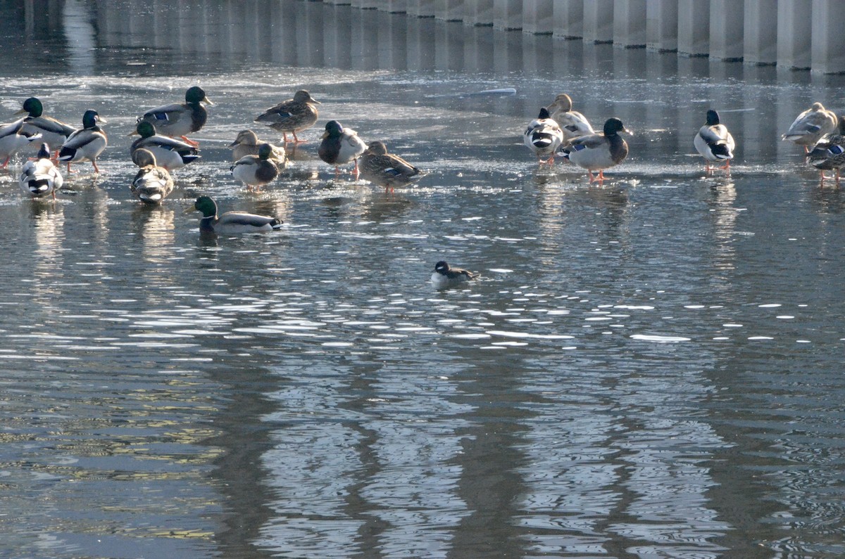 Bufflehead - ML296544521