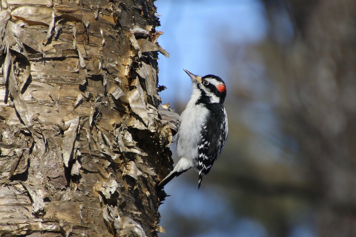 Hairy Woodpecker - E R