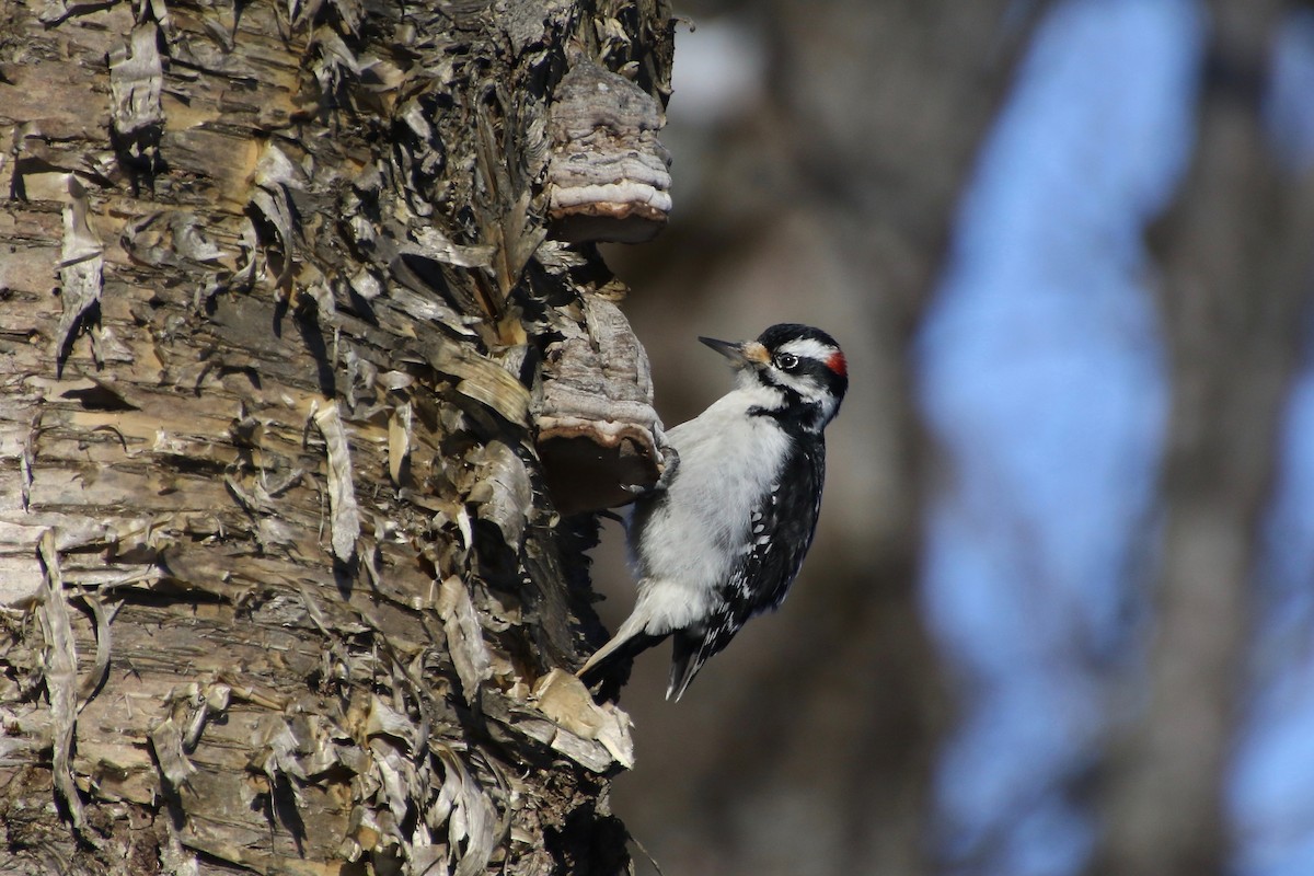Hairy Woodpecker - E R