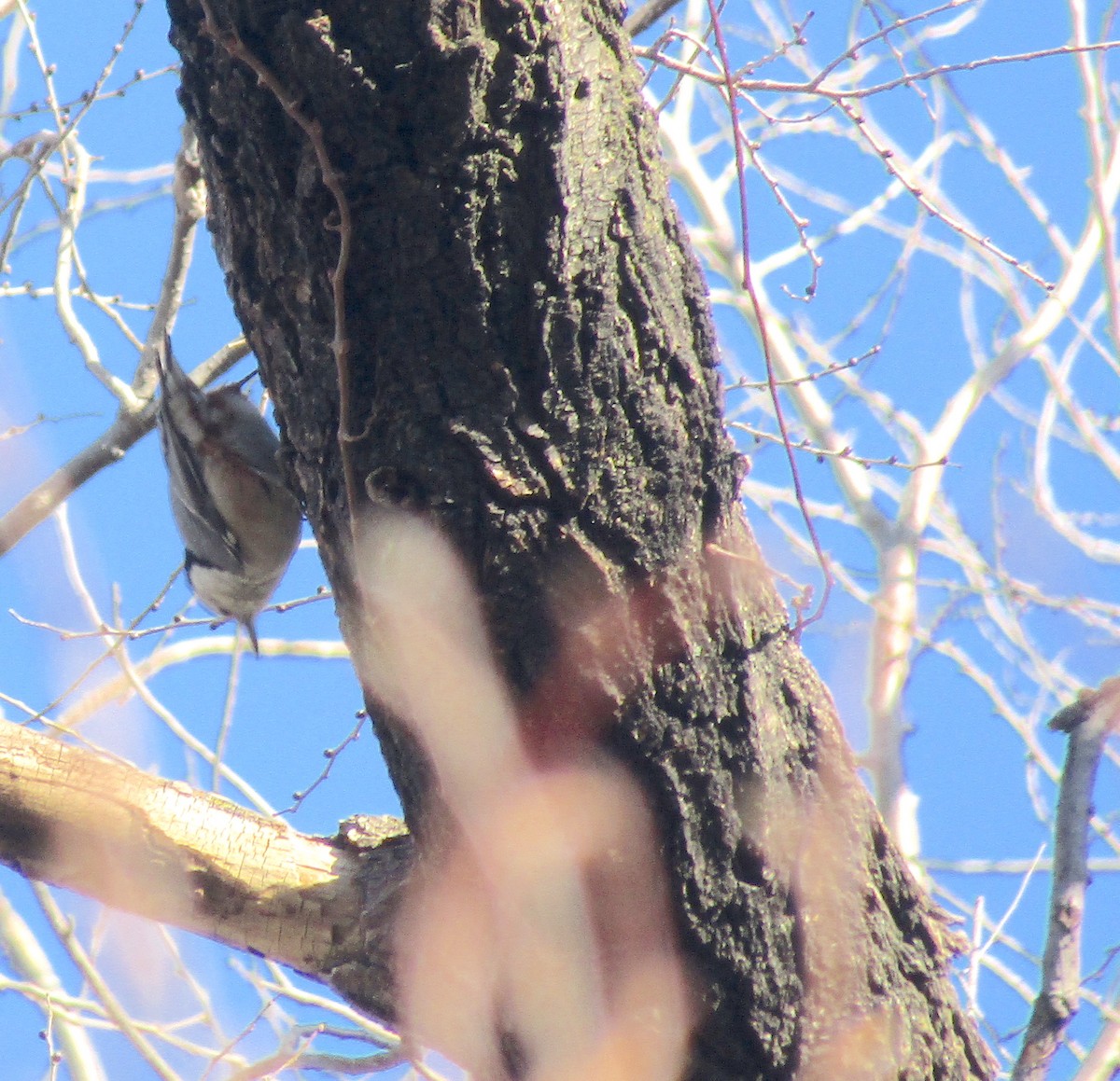 White-breasted Nuthatch - ML296545681