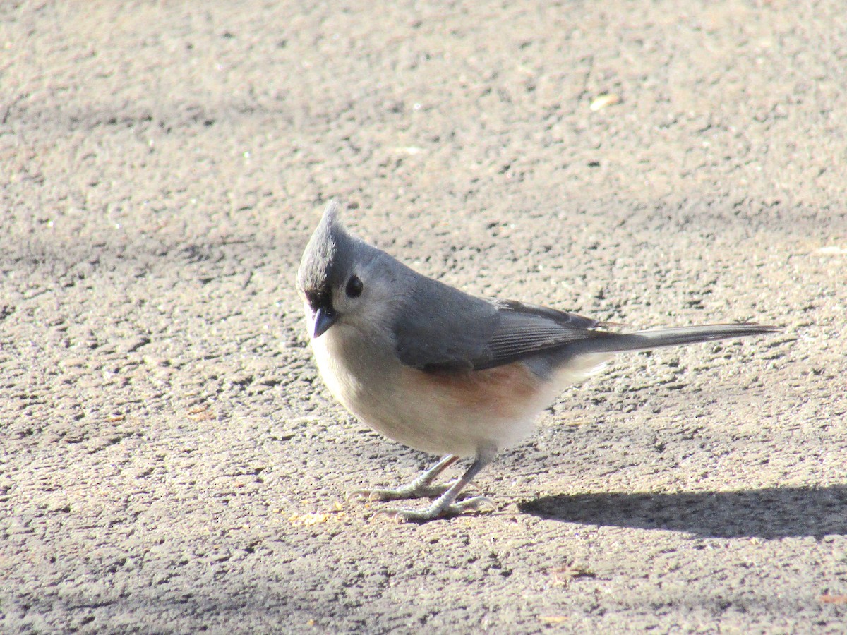 Tufted Titmouse - ML296545691