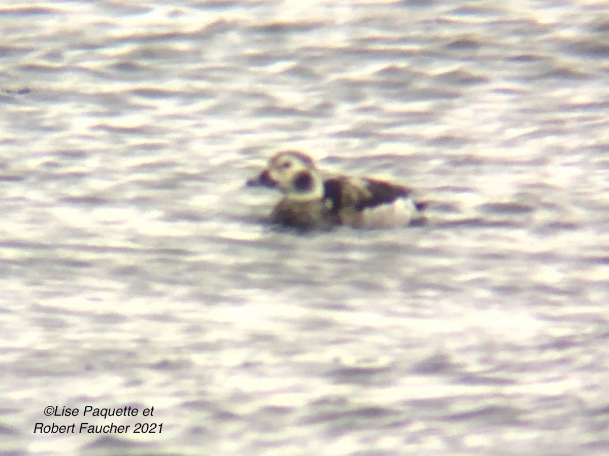 Long-tailed Duck - Lise Paquette  Robert Faucher