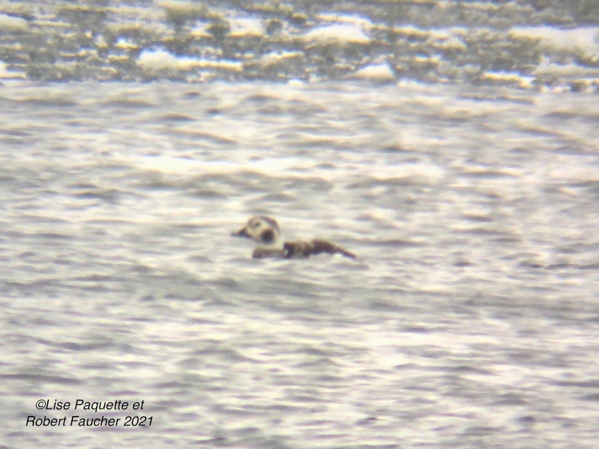 Long-tailed Duck - Lise Paquette  Robert Faucher