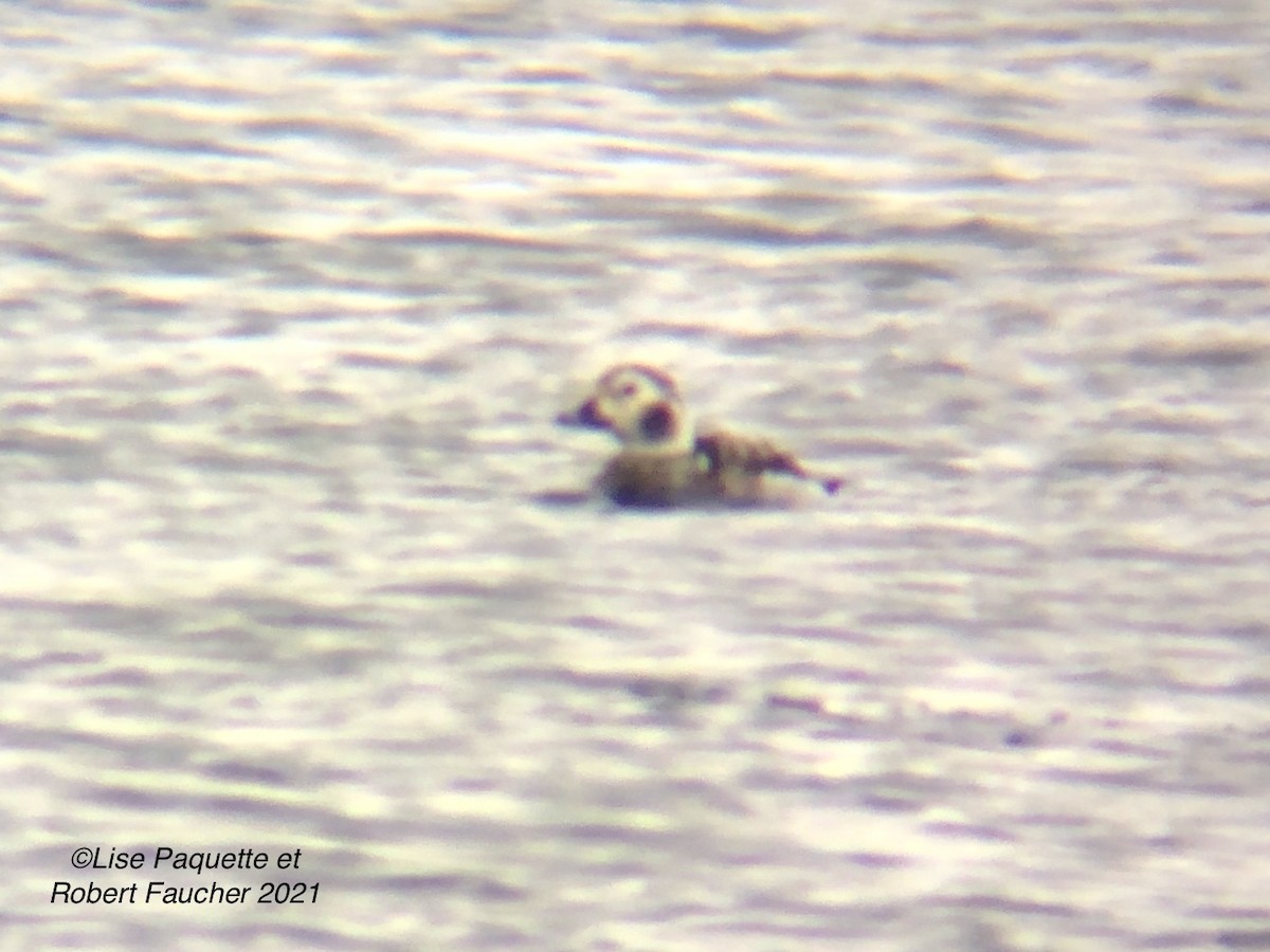 Long-tailed Duck - Lise Paquette  Robert Faucher