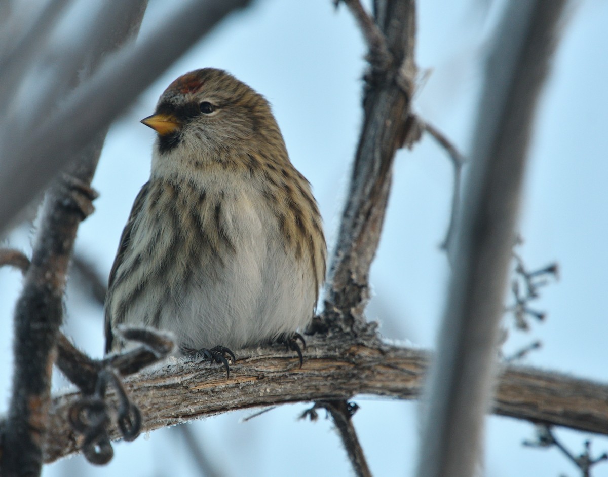 Redpoll (Common) - ML296551901