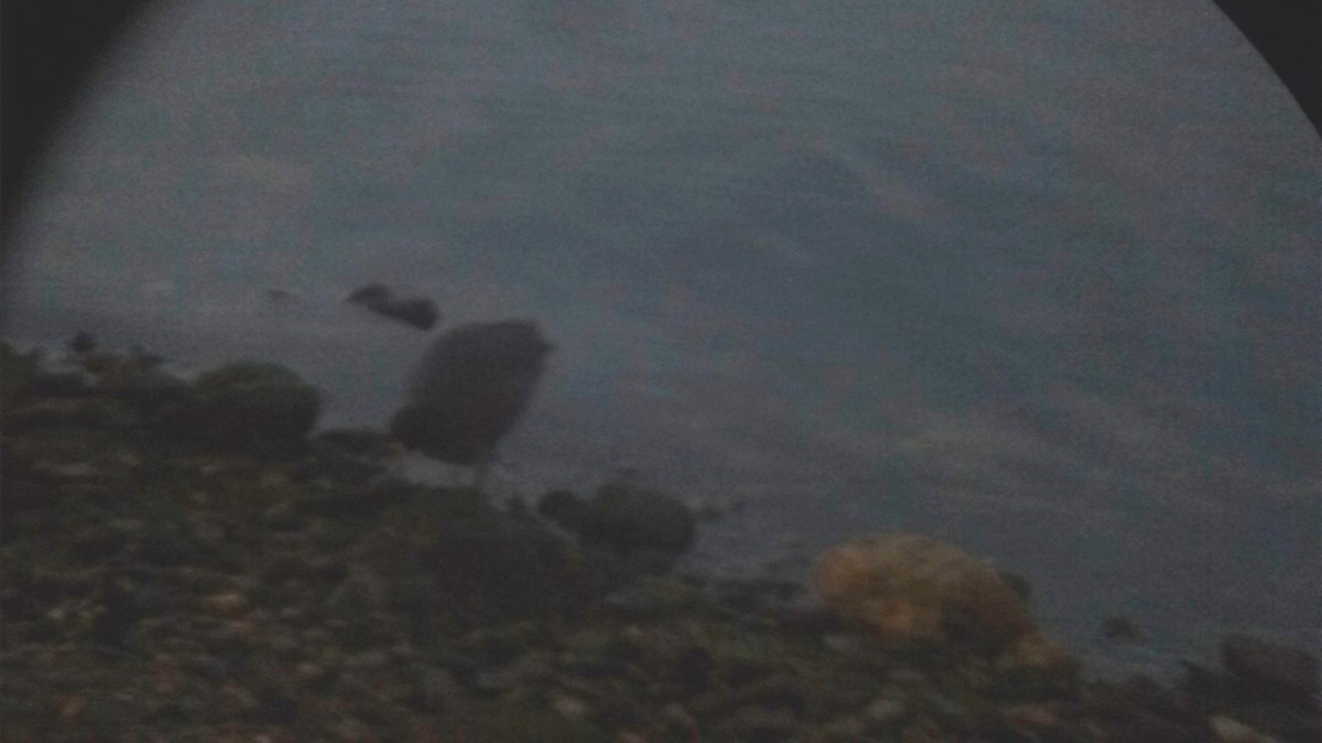 White-winged Coot - Cristobal Pizarro