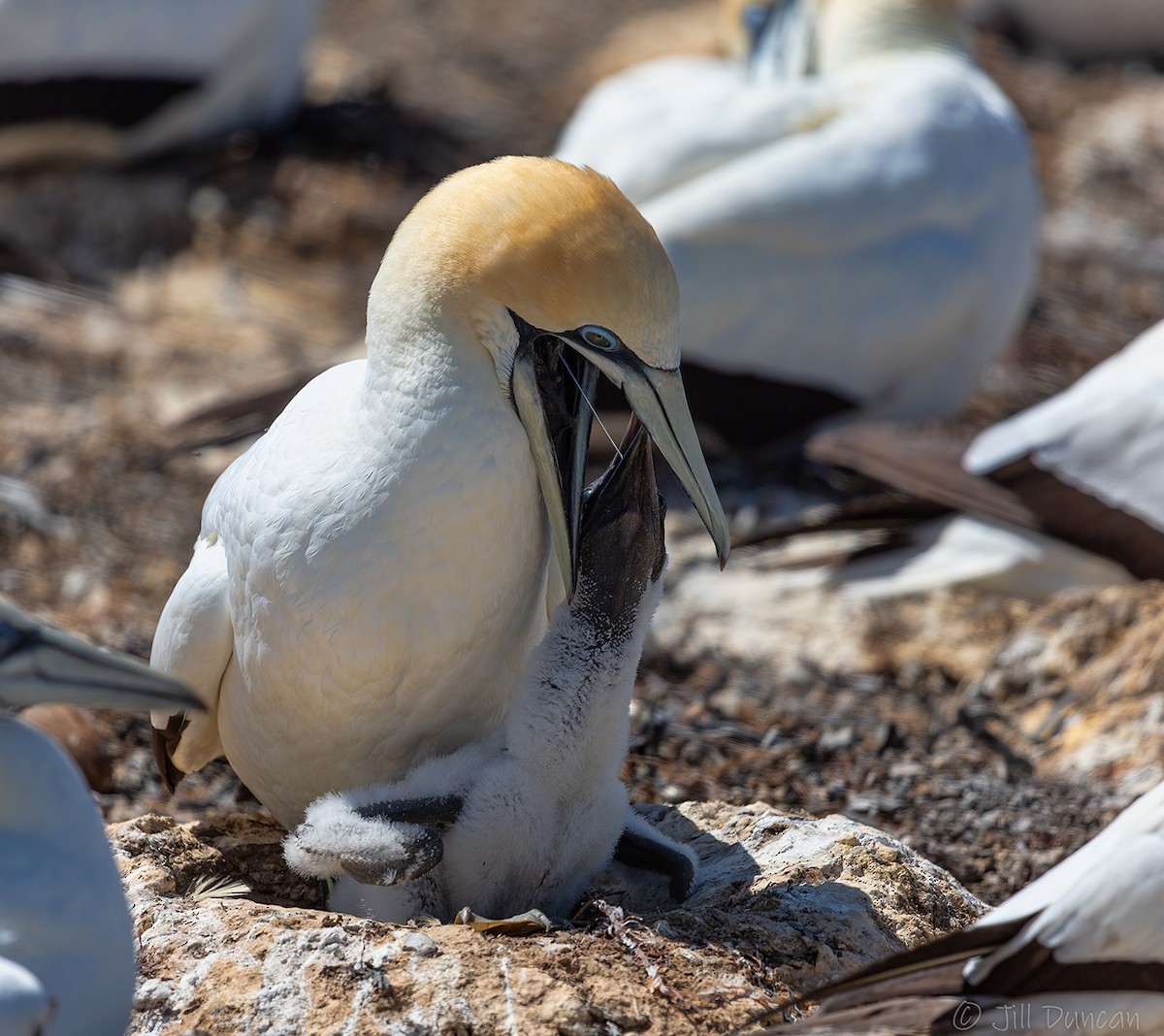 Australasian Gannet - Jill Duncan &  Ken Bissett