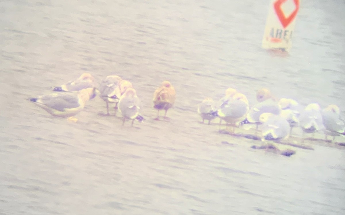 Iceland Gull (Thayer's) - Kristi Mayo