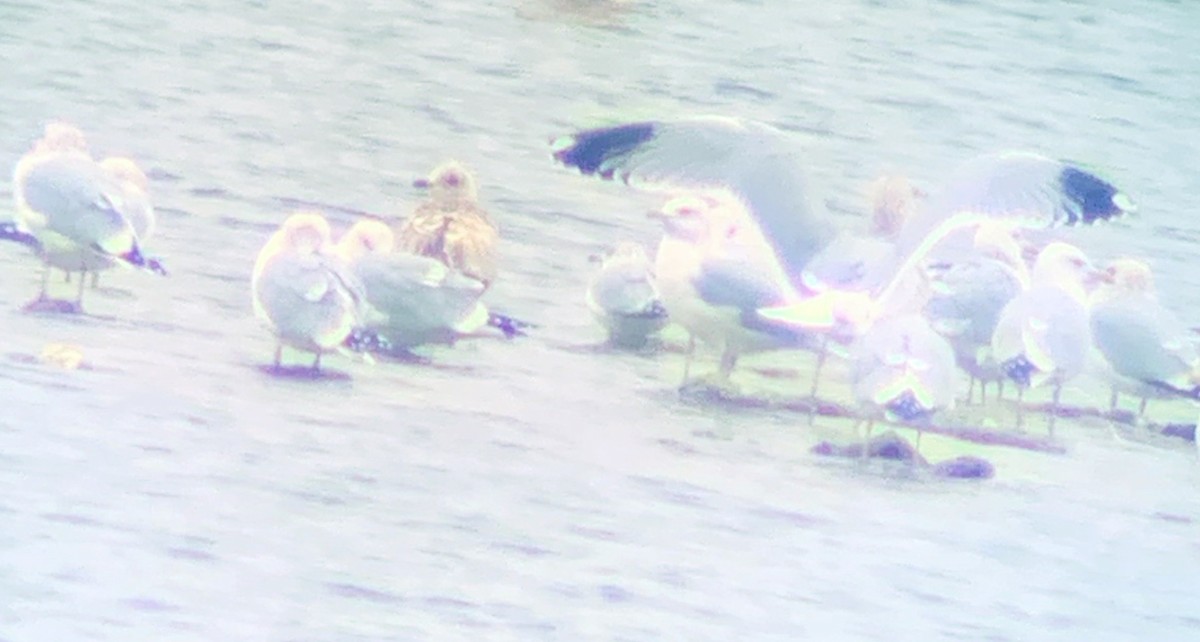 Iceland Gull (Thayer's) - ML296555991