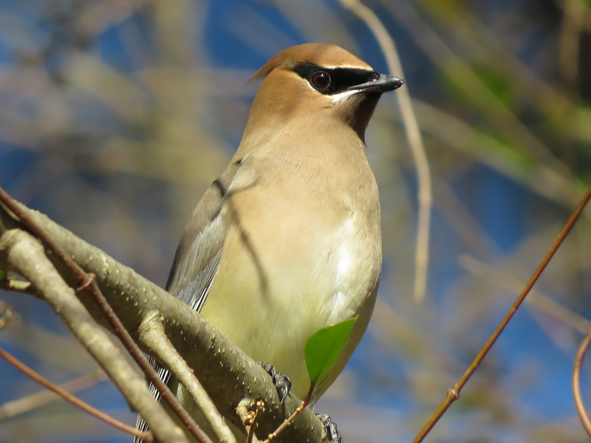 Cedar Waxwing - Matthew Krawczyk