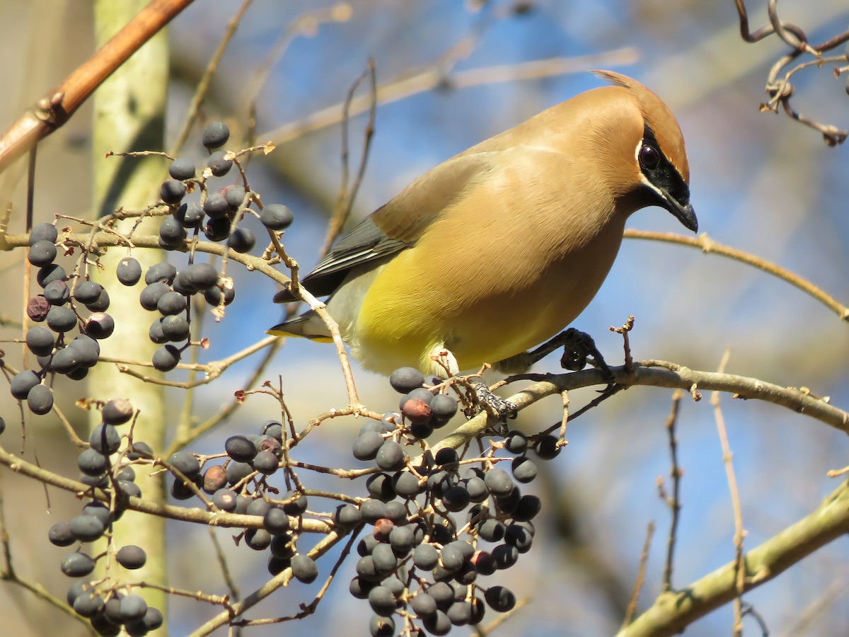 Cedar Waxwing - ML296556471