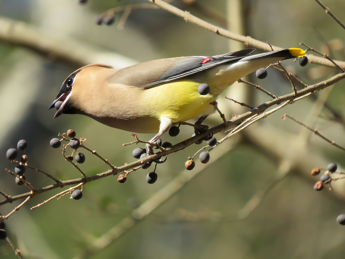 Cedar Waxwing - ML296556571