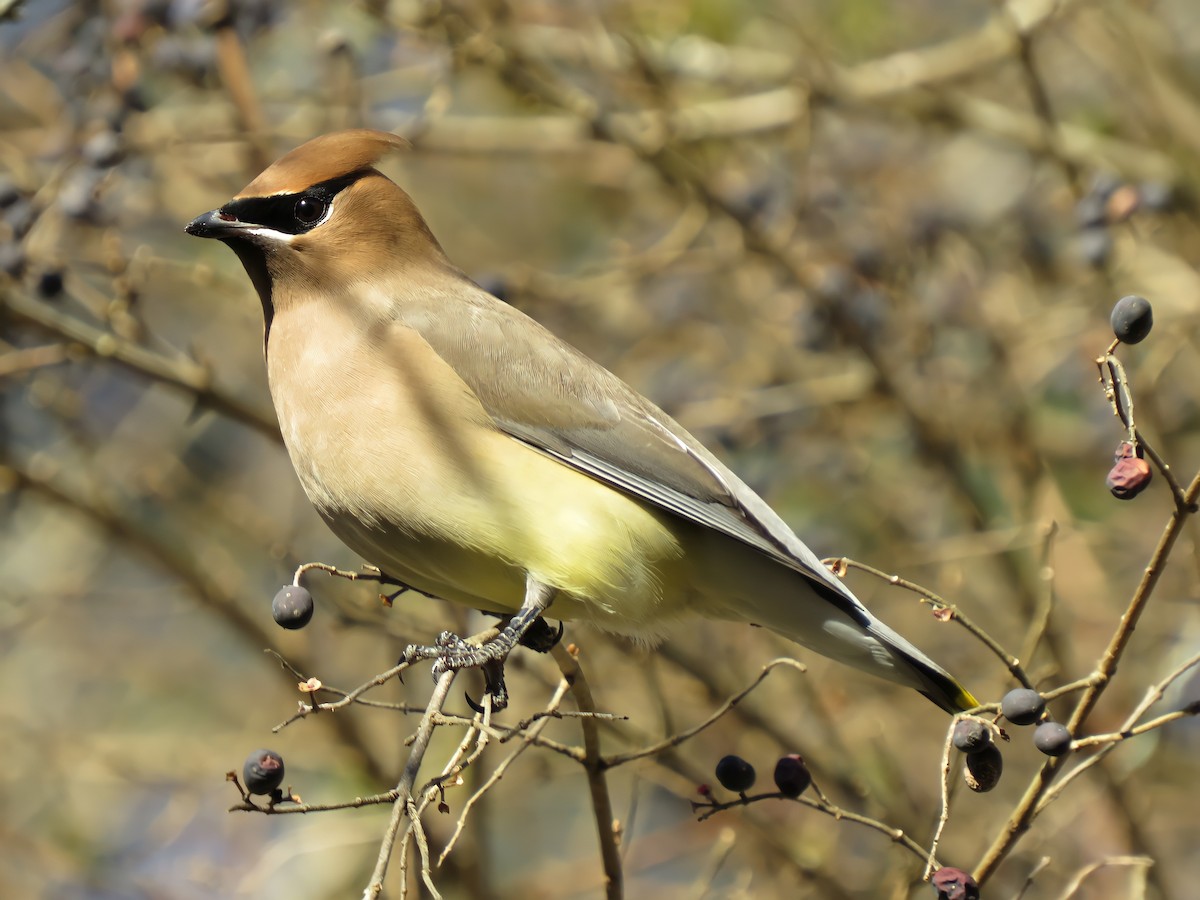 Cedar Waxwing - ML296556631