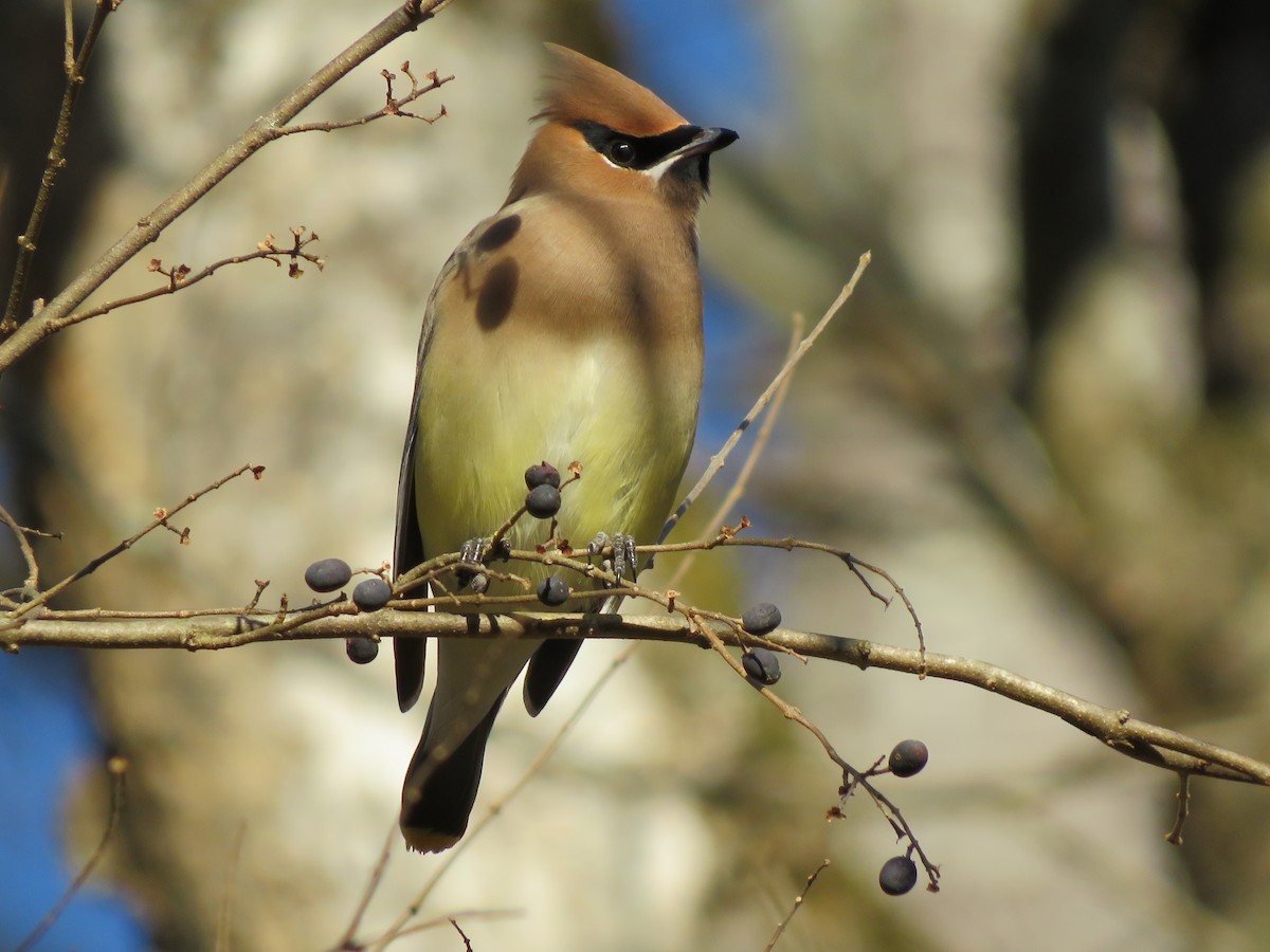 Cedar Waxwing - Matthew Krawczyk