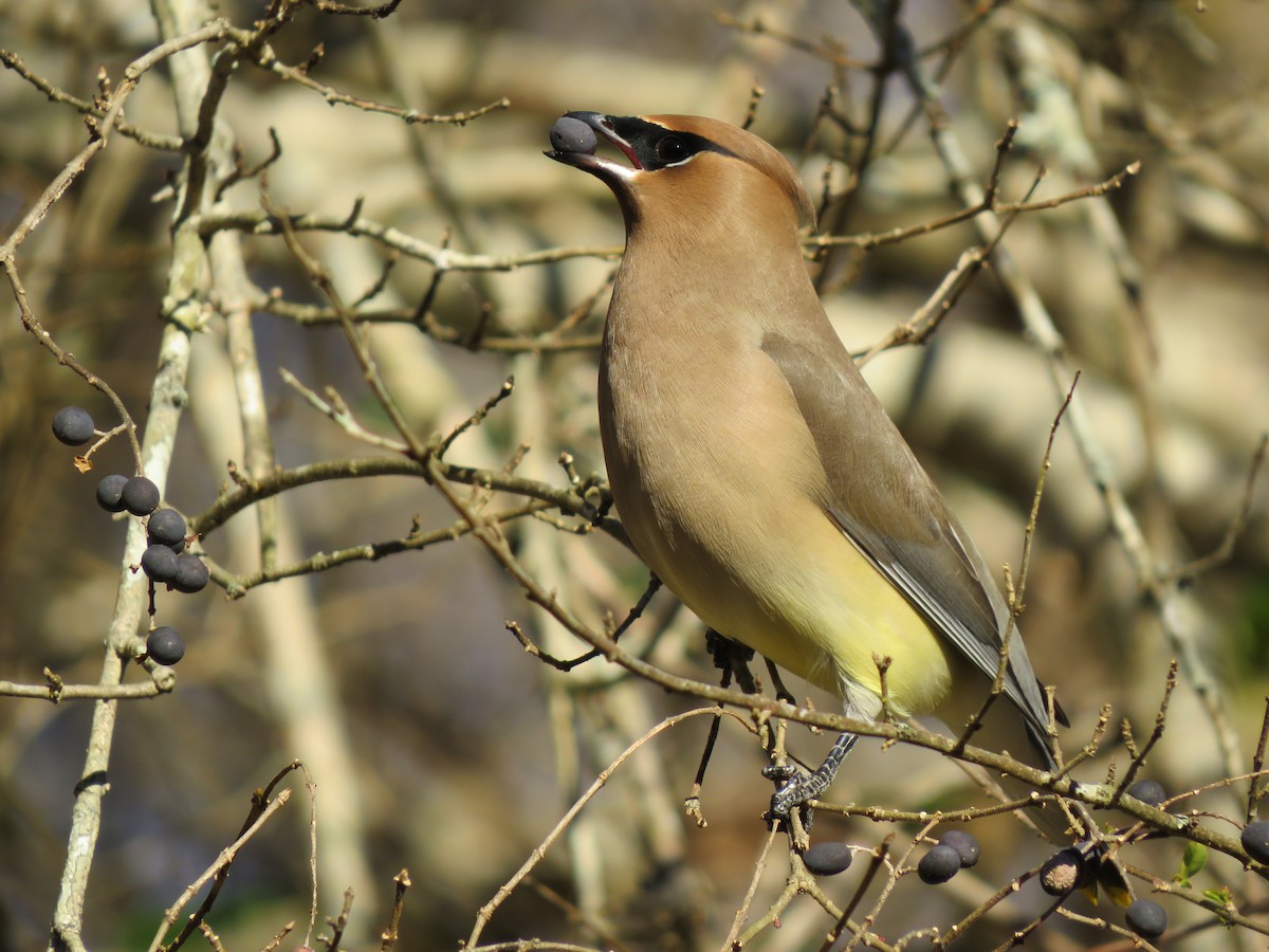 Cedar Waxwing - ML296556971