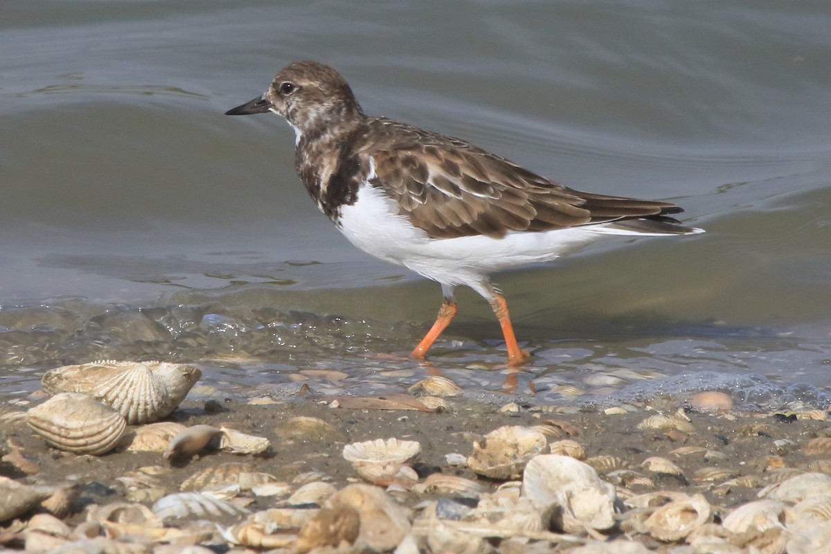 Ruddy Turnstone - ML296559341