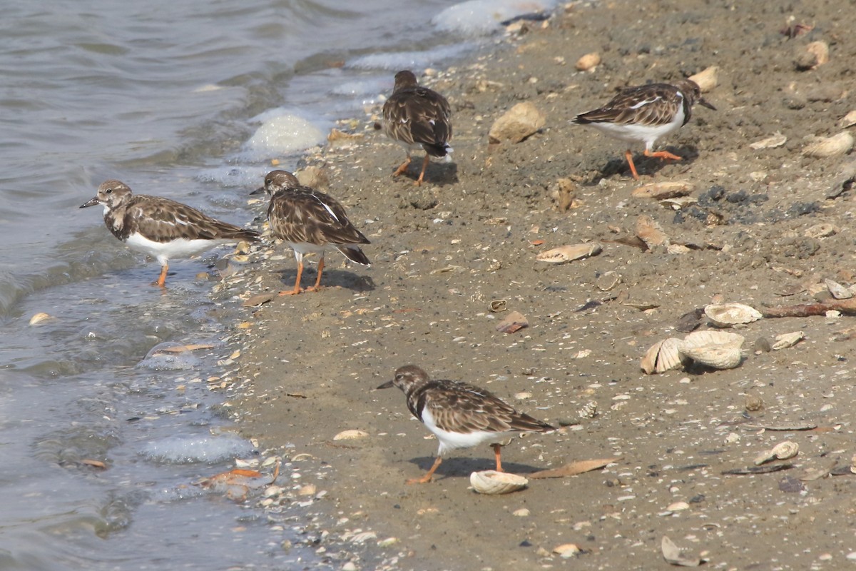 Ruddy Turnstone - ML296559541