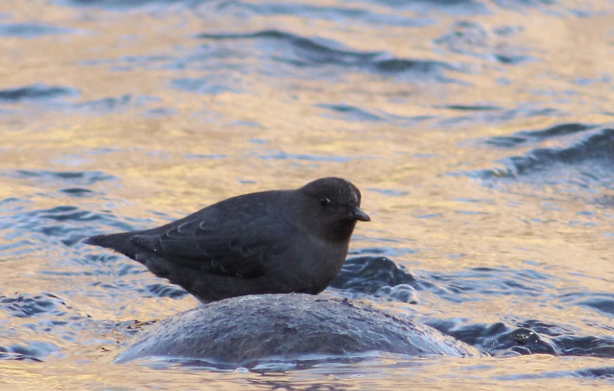 American Dipper - ML296560311