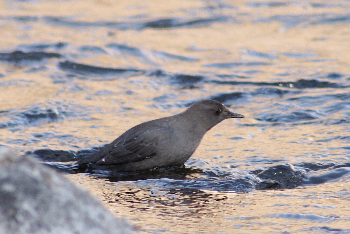 American Dipper - ML296560321