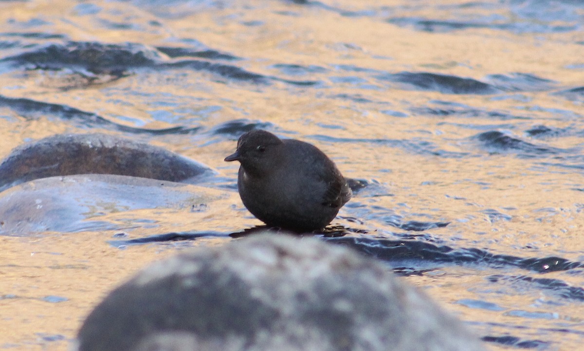 American Dipper - ML296560331