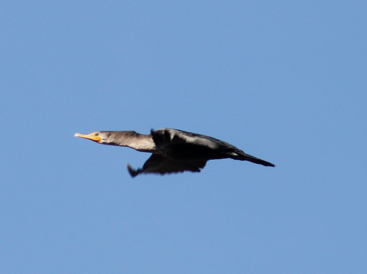 Double-crested Cormorant - ML296560801