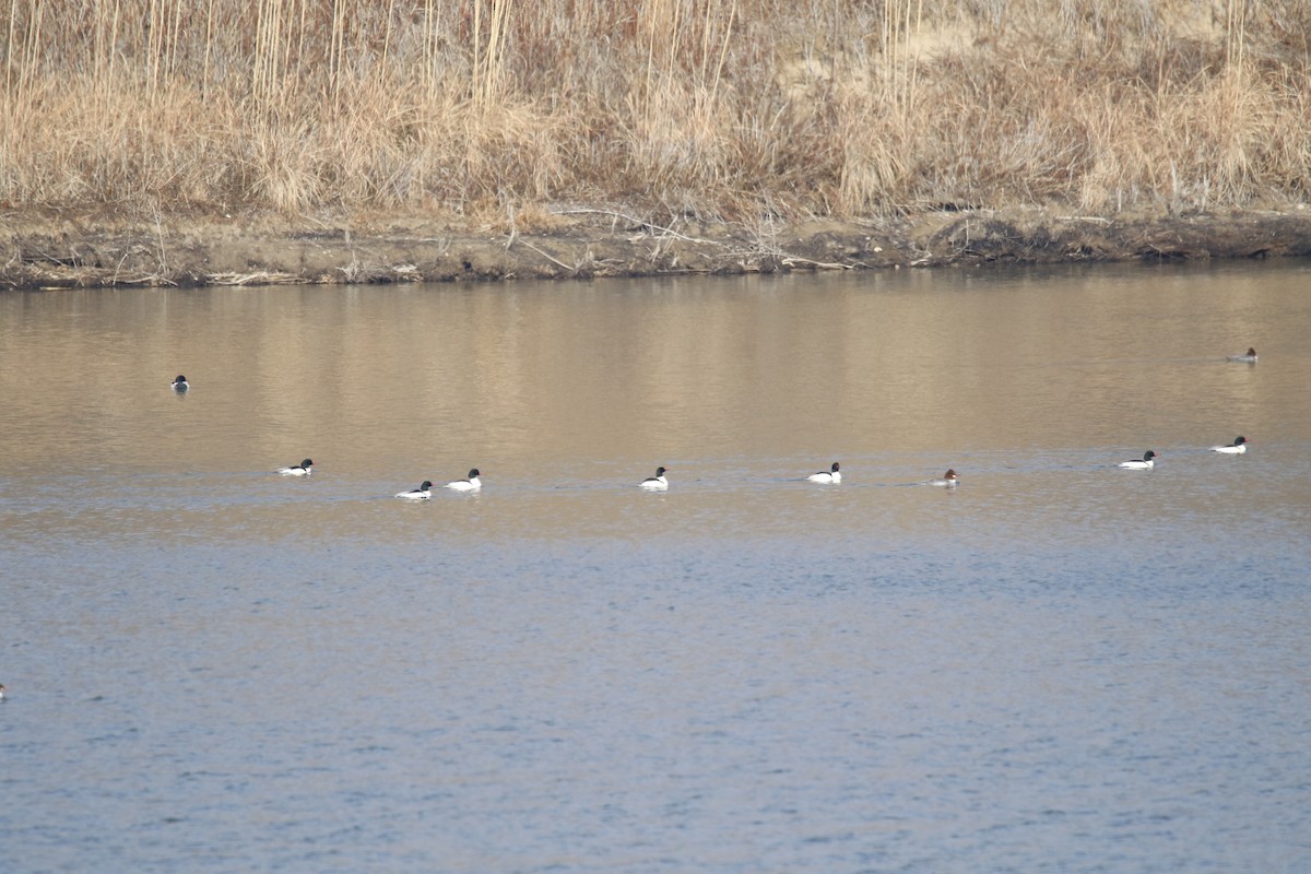 Common Merganser - ML296563531