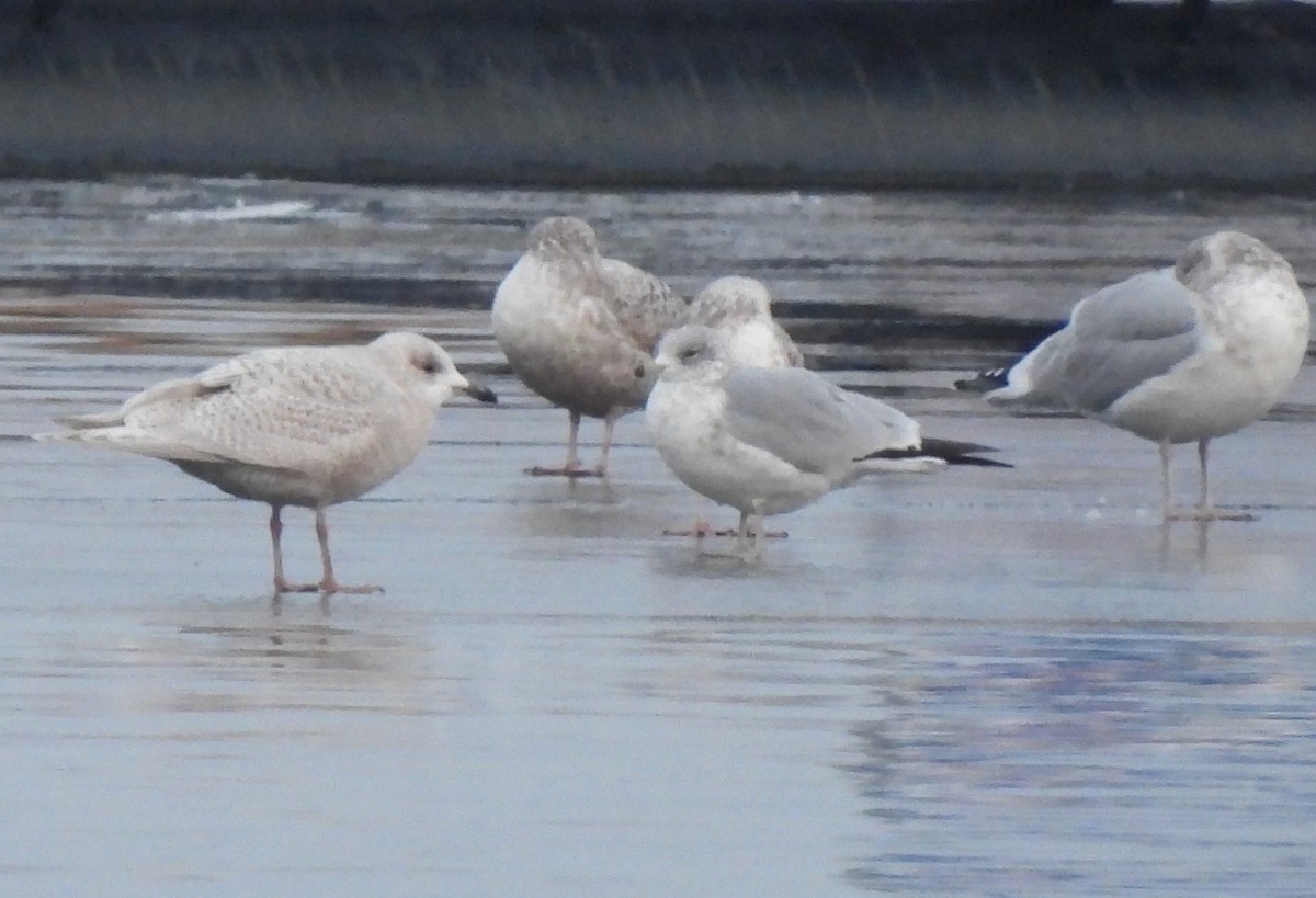 Iceland Gull - ML296566821