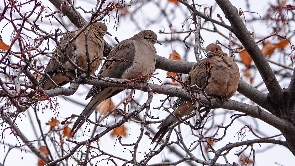 Mourning Dove - ML296567641