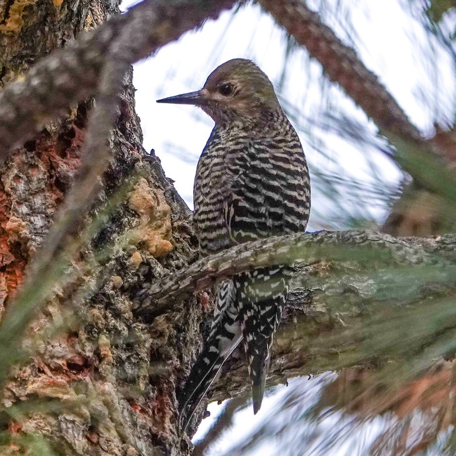 Williamson's Sapsucker - ML296567731