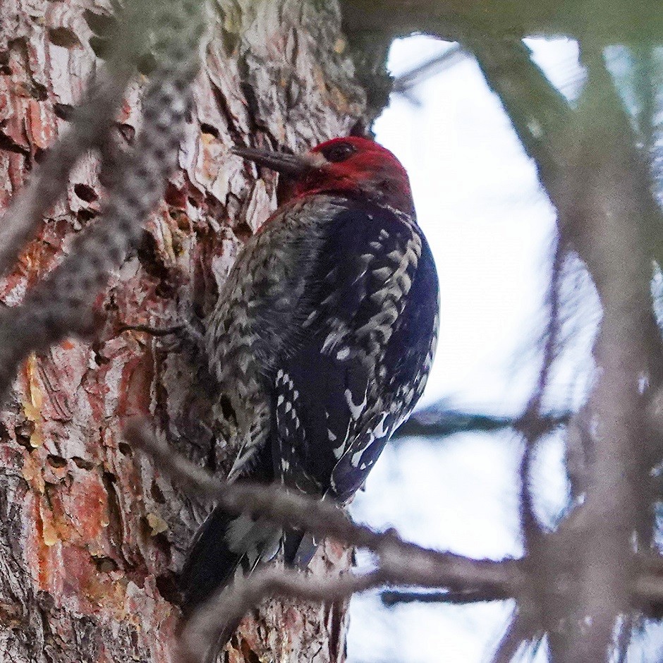 Red-breasted Sapsucker - ML296567981