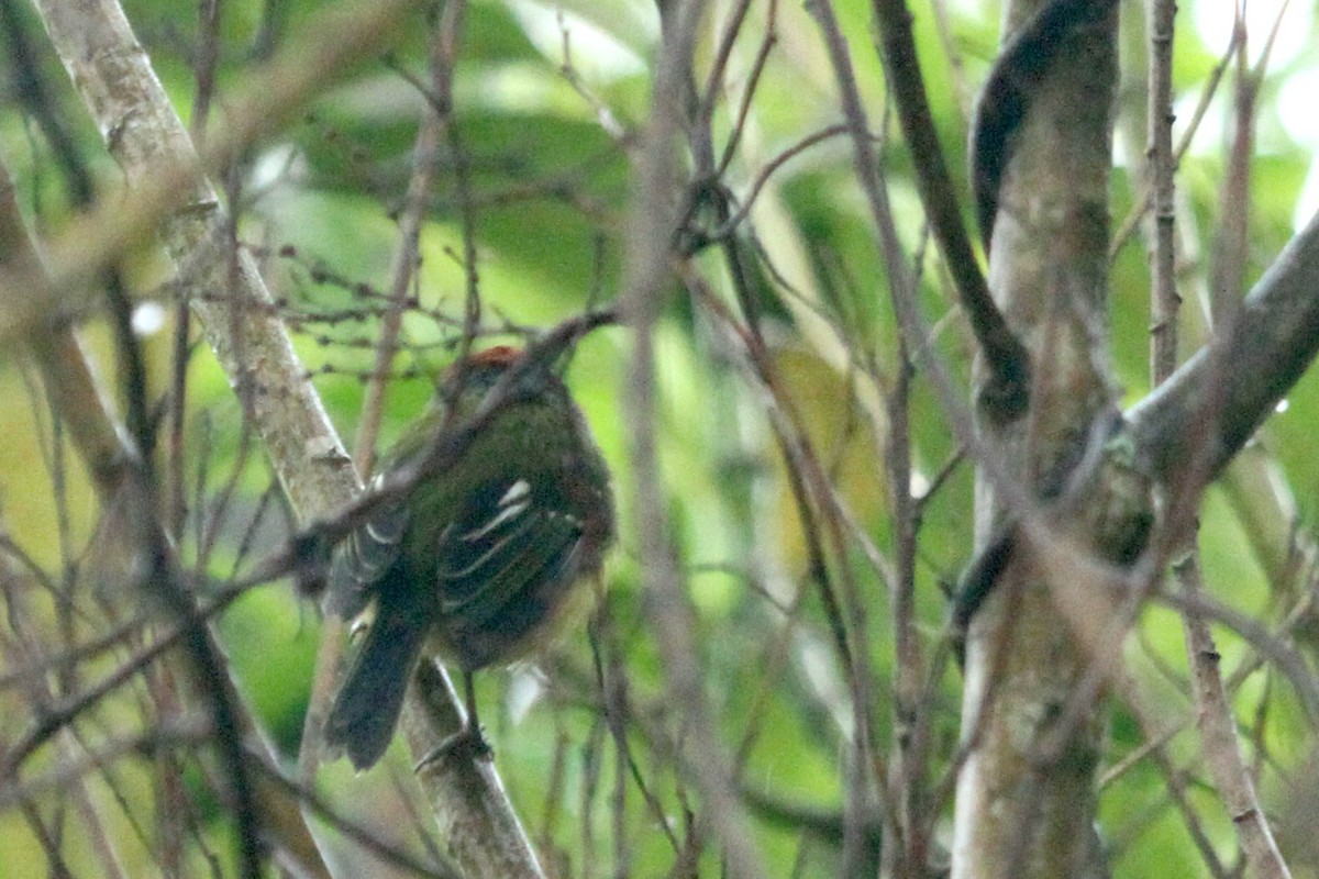 Johnson's Tody-Flycatcher - ML296568011