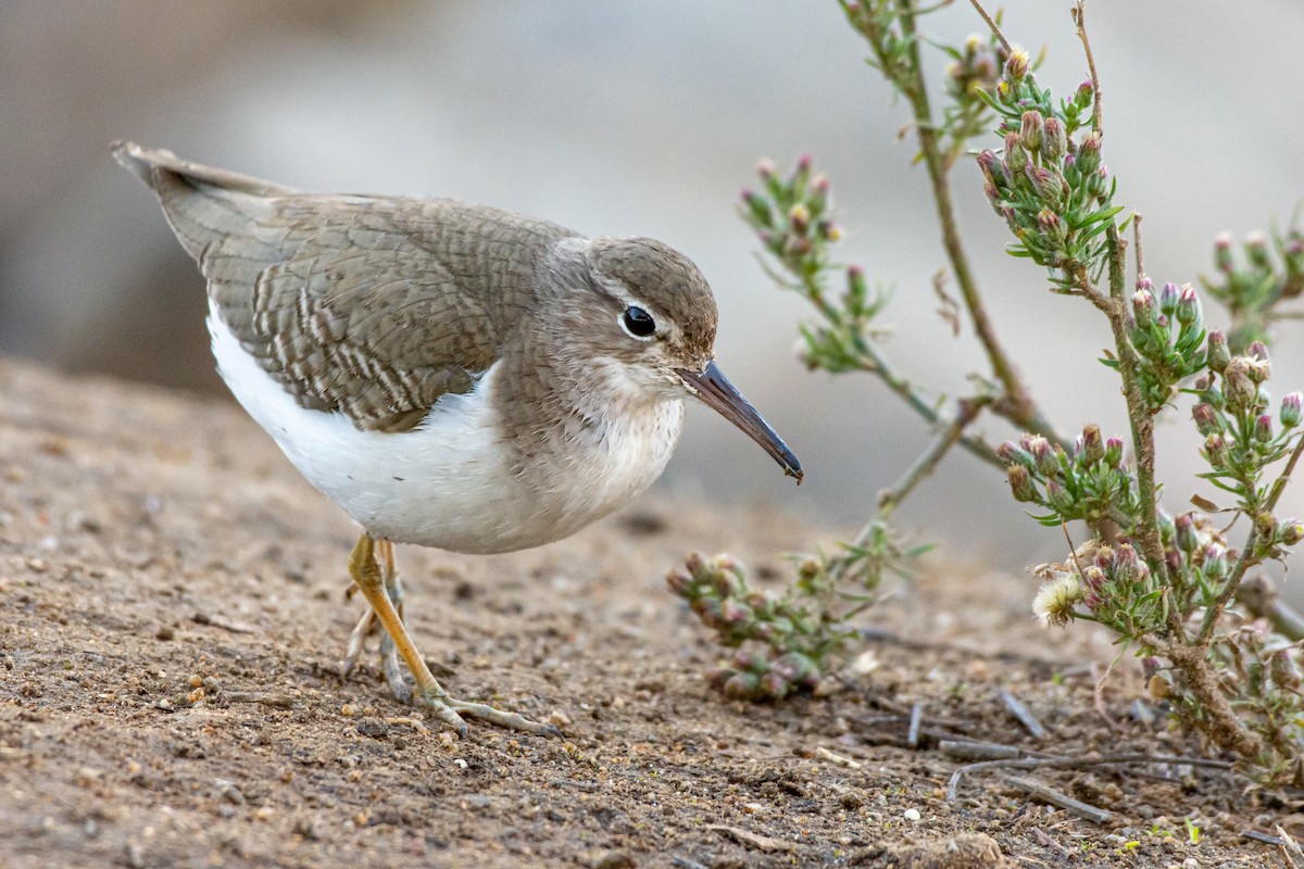 Spotted Sandpiper - Drew Beamer