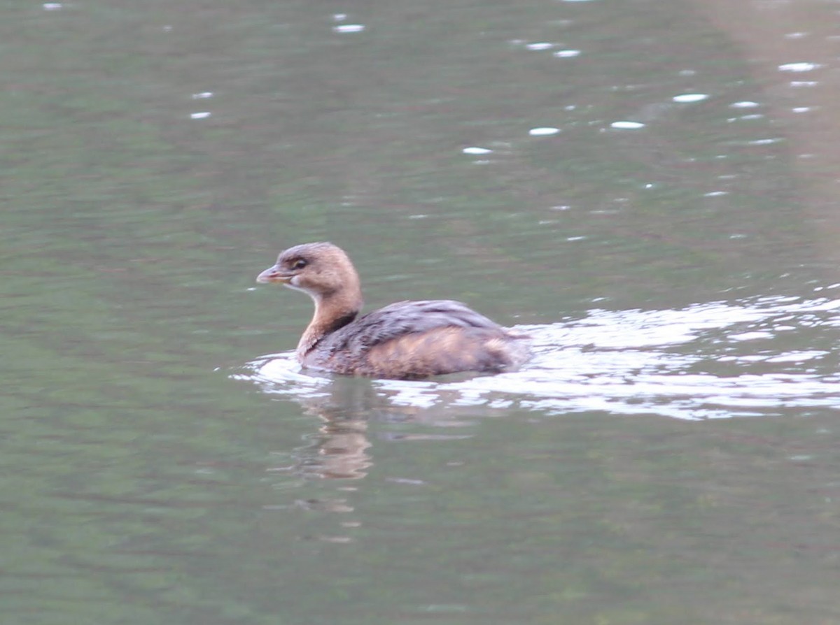 Pied-billed Grebe - ML296569711