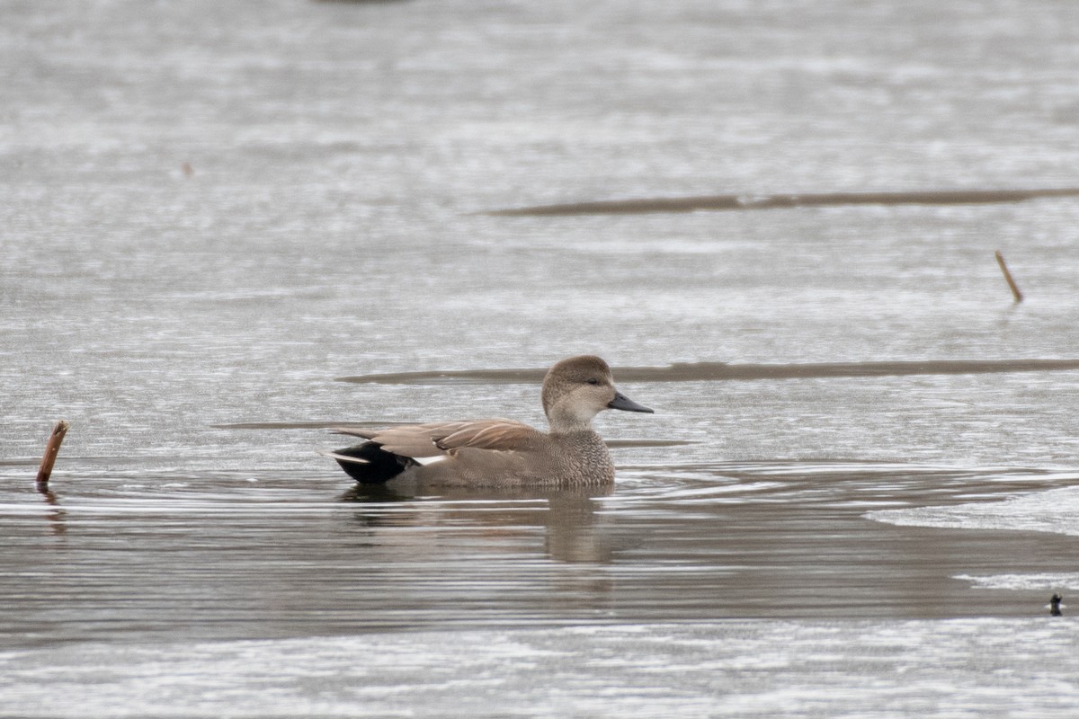 Gadwall - Graham Deese