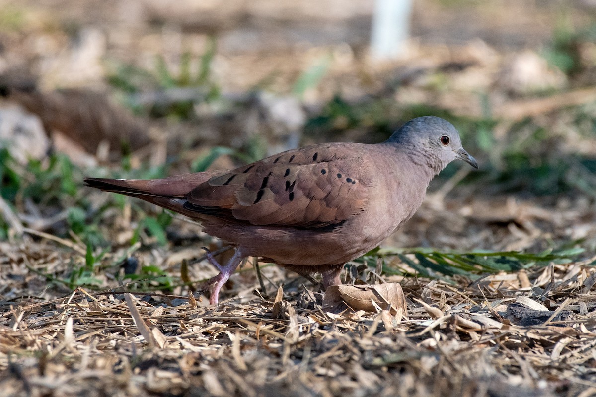 Ruddy Ground Dove - Jonathan Yoerger