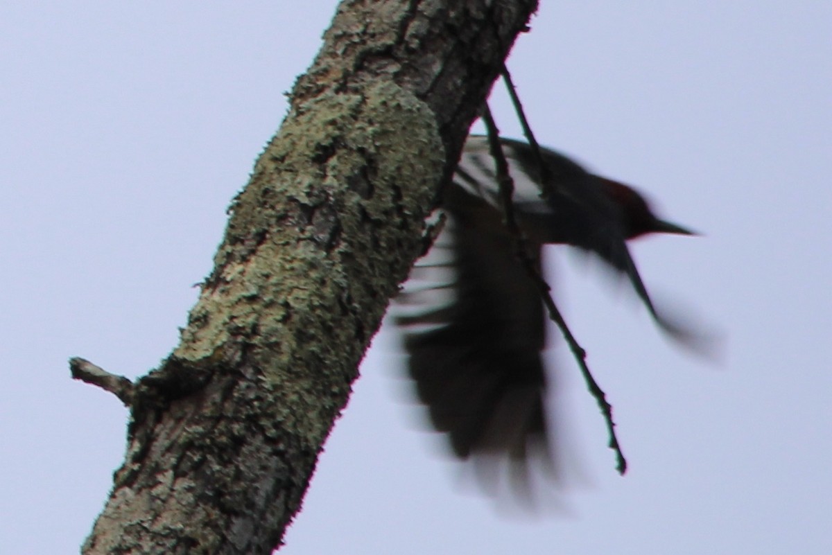 Red-headed Woodpecker - ML296572391