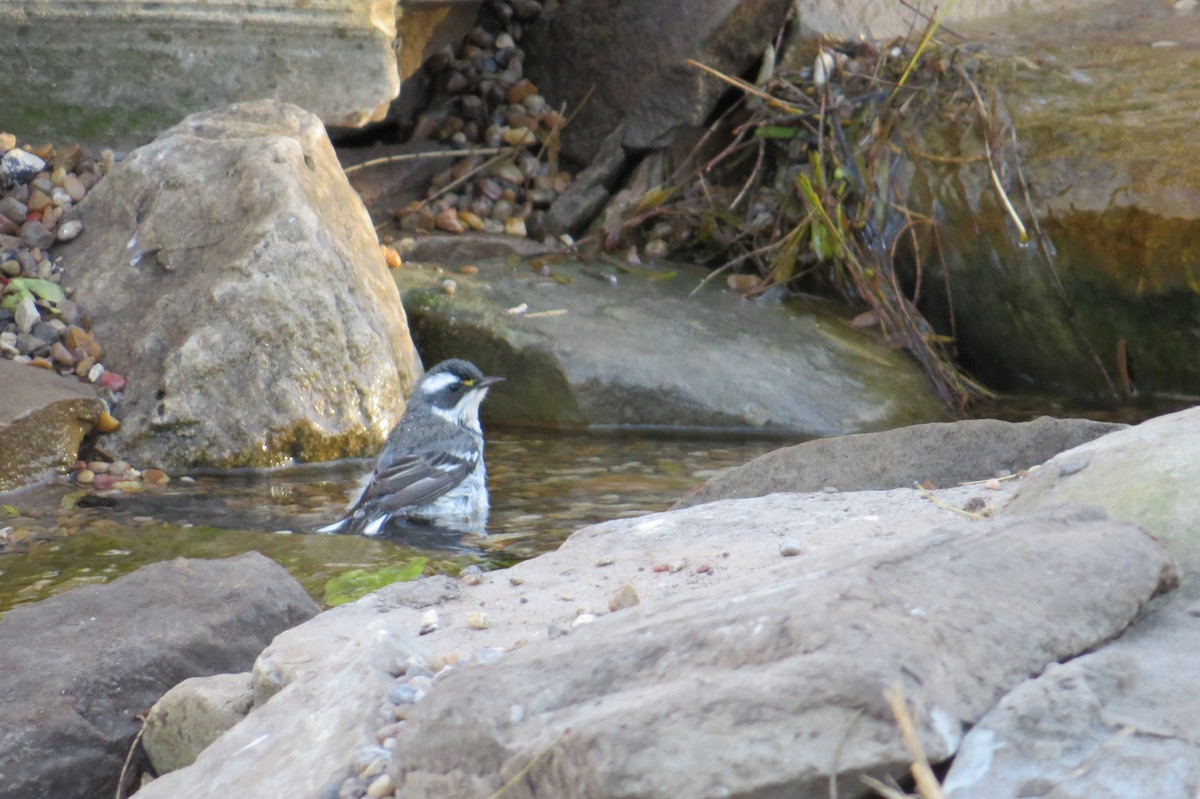 Black-throated Gray Warbler - Shelli Ellerbe