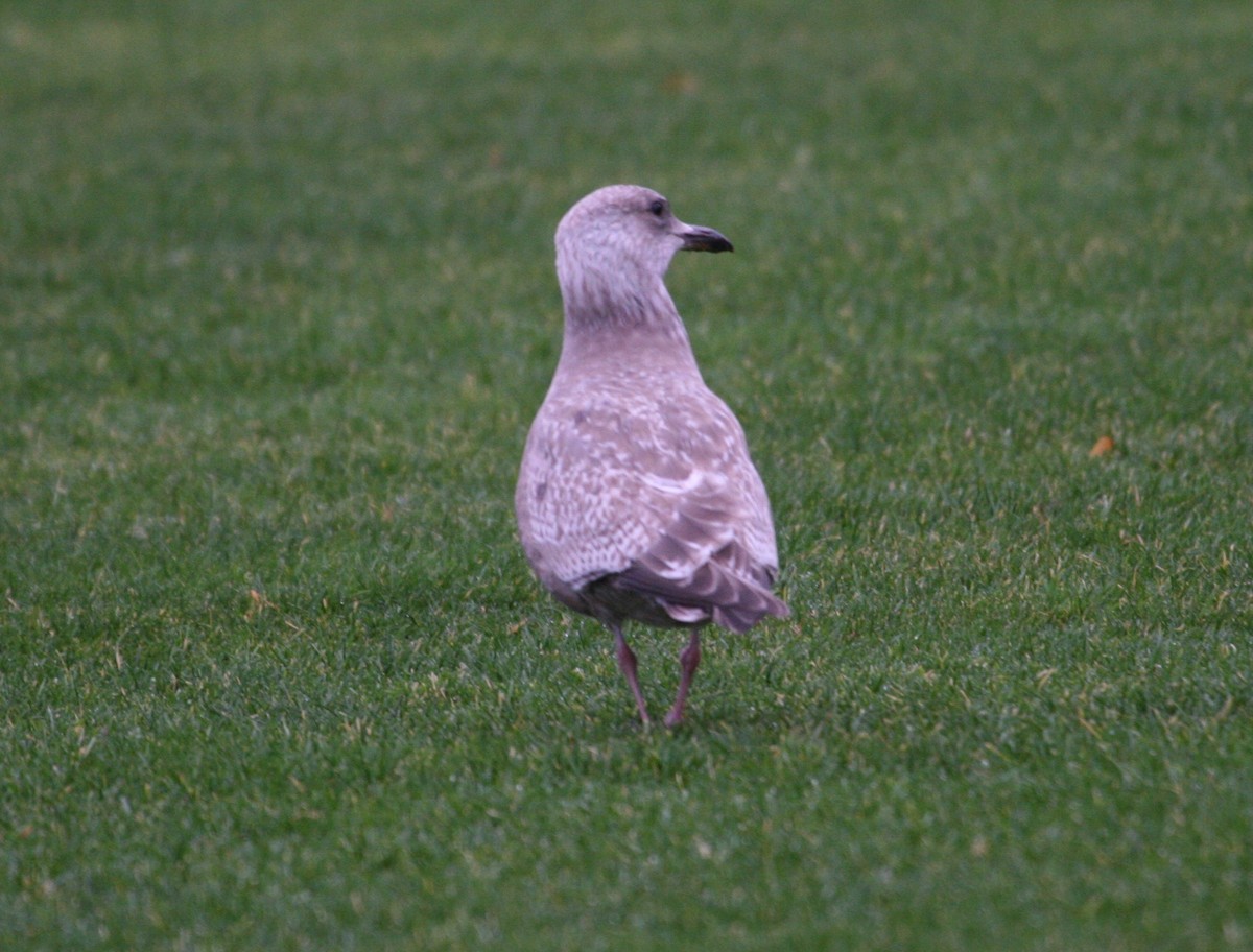 Iceland Gull (Thayer's) - Rob Lyske