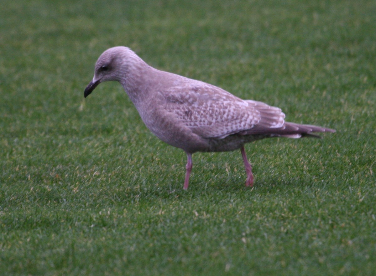 Iceland Gull (Thayer's) - Rob Lyske